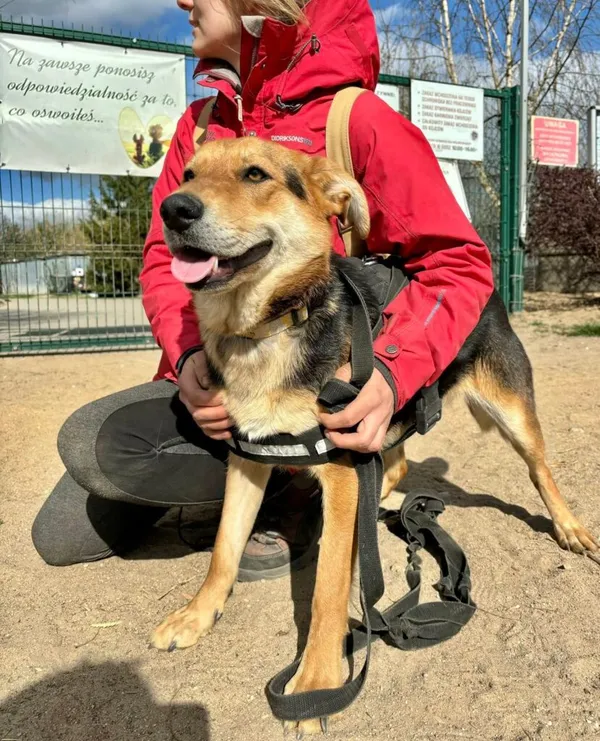Pies do adopcji, Przyborówko, 14 kwietnia 2025 (1/3)
