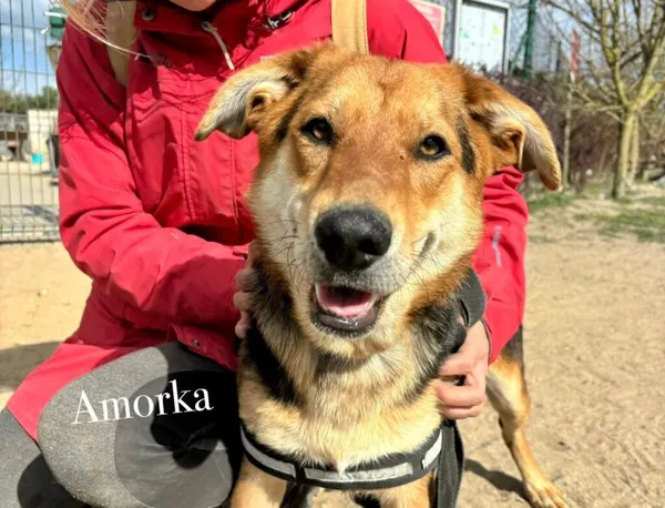 Pies do adopcji, Przyborówko, 14 kwietnia 2025 (2/3)