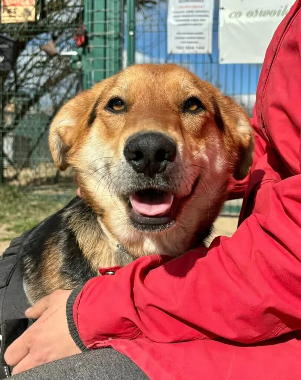 Pies do adopcji, Przyborówko, 14 kwietnia 2025 (3/3)