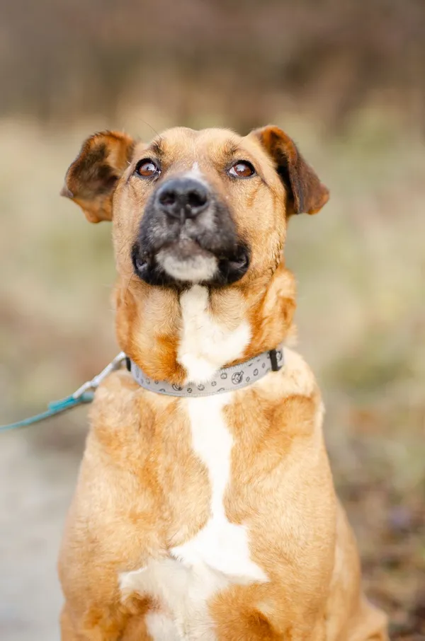 Oddam psa, Gdańsk, Osowa, 15 kwietnia 2025 (1/5)