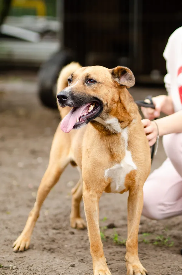 Oddam psa, Gdańsk, Osowa, 15 kwietnia 2025 (2/5)