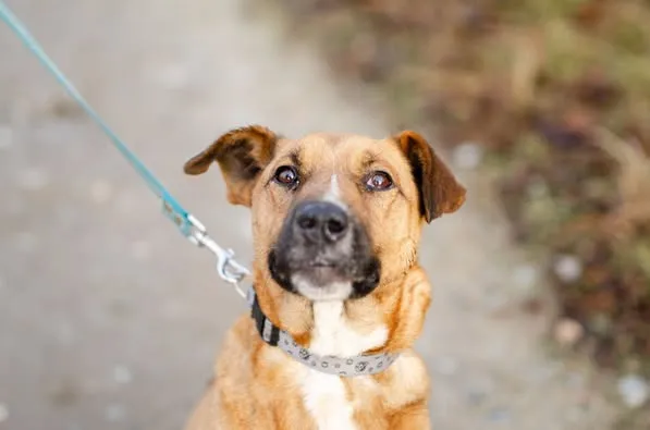 Oddam psa, Gdańsk, Osowa, 15 kwietnia 2025 (3/5)