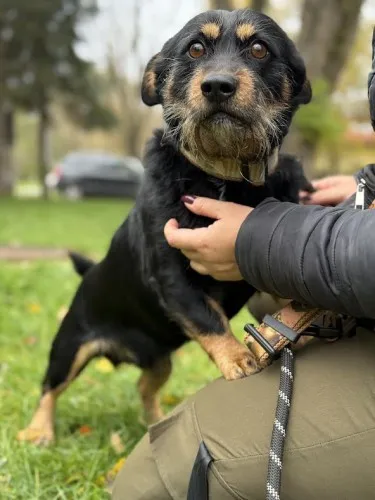 Pies do adopcji, Kraków, 31 marca 2025 (1/4)