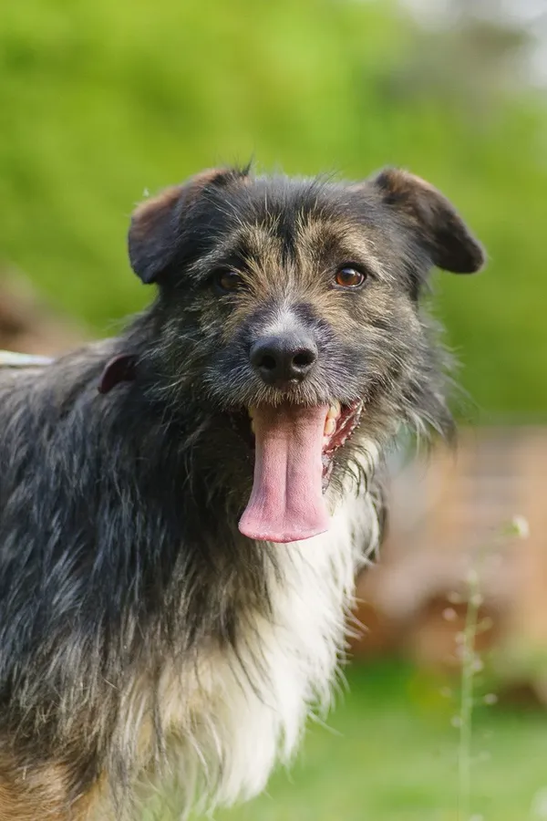 Pies do adopcji, Zgierz, 14 kwietnia 2025 (1/5)