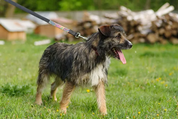 Pies do adopcji, Zgierz, 14 kwietnia 2025 (2/5)