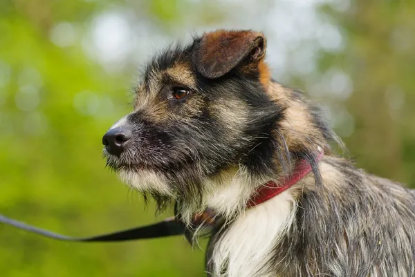 Pies do adopcji, Zgierz, 14 kwietnia 2025 (3/5)