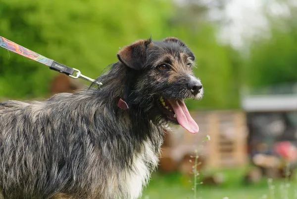 Pies do adopcji, Zgierz, 14 kwietnia 2025 (4/5)