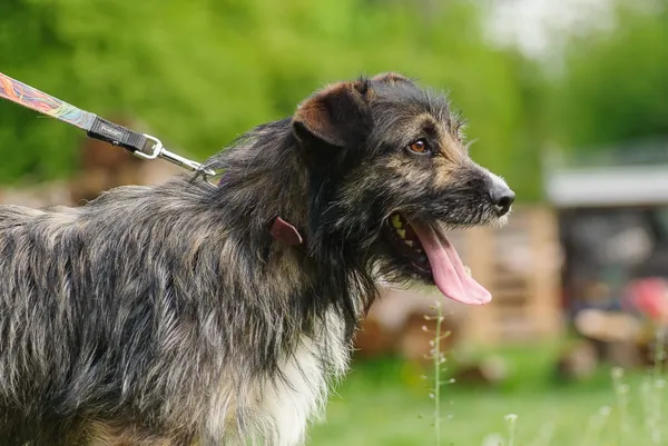 Pies do adopcji, Zgierz, 14 kwietnia 2025 (5/5)