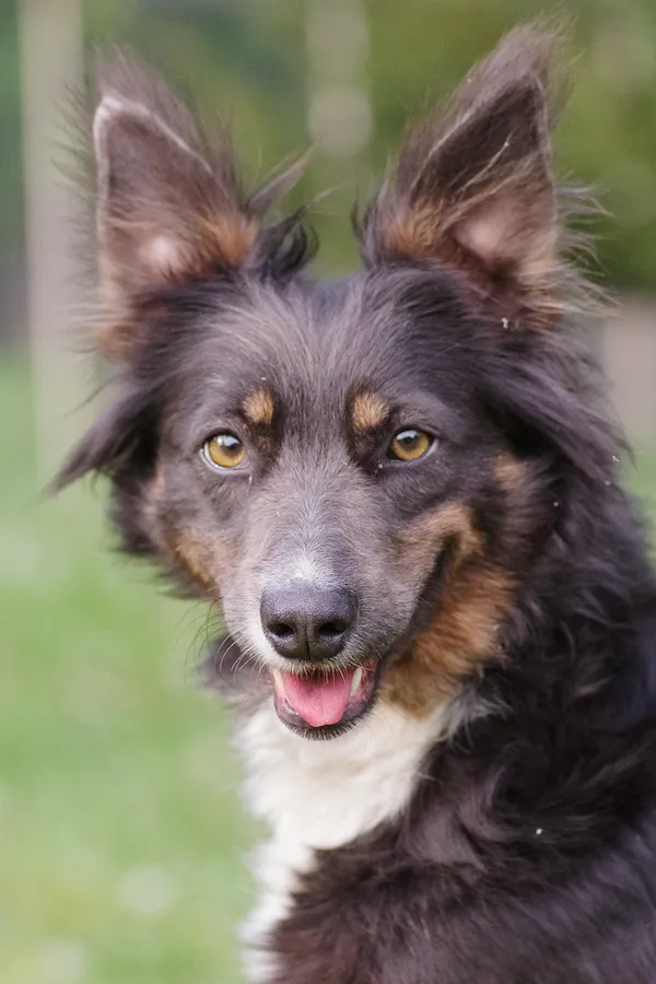 Pies do adopcji, Zgierz, 14 kwietnia 2025 (1/5)