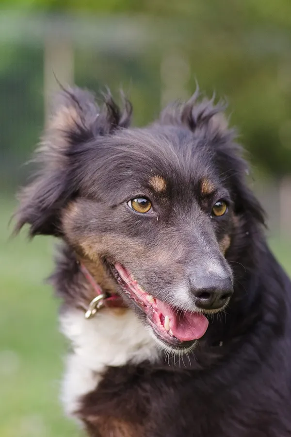 Pies do adopcji, Zgierz, 14 kwietnia 2025 (3/5)