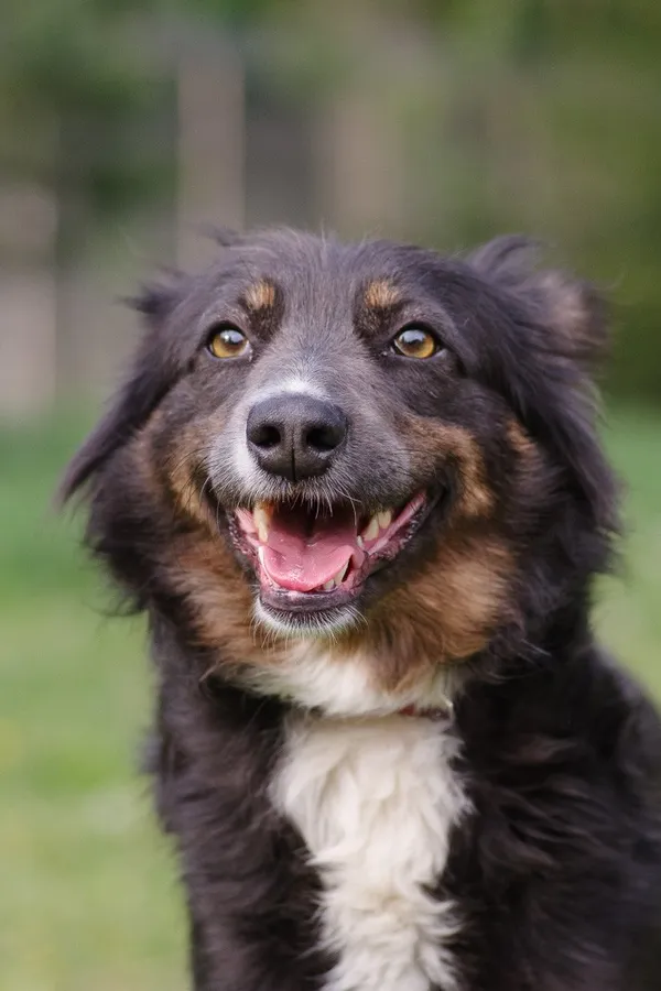 Pies do adopcji, Zgierz, 14 kwietnia 2025 (4/5)