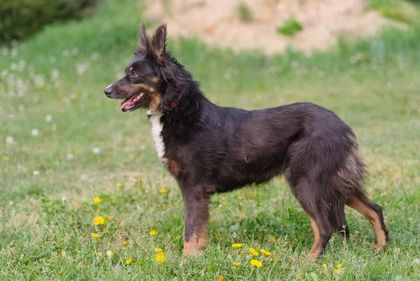 Pies do adopcji, Zgierz, 14 kwietnia 2025 (5/5)