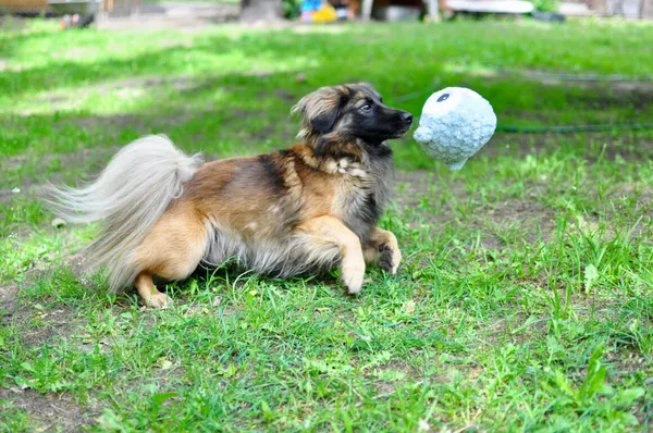 Pies do adopcji, Milanówek, 25 maja 2025 (3/5)