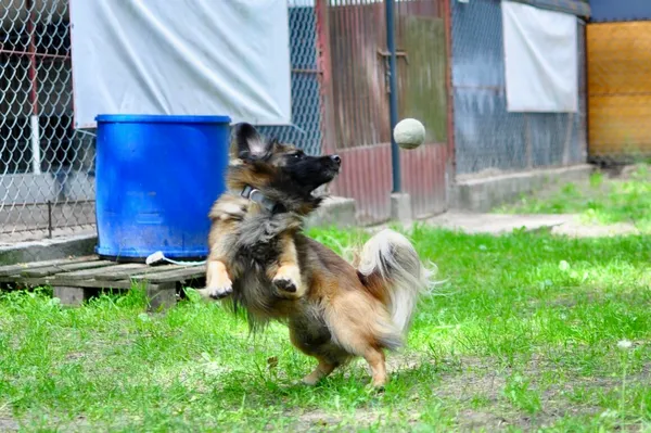 Pies do adopcji, Milanówek, 25 maja 2025 (4/5)