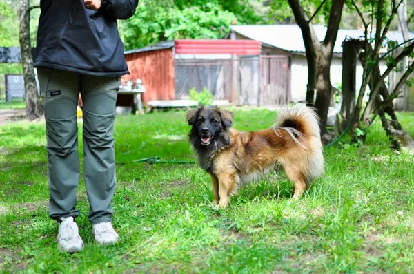 Pies do adopcji, Milanówek, 25 maja 2025 (5/5)