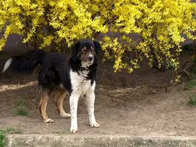 Pies do adopcji, Pabianice, 10 kwietnia 2025 (1/5)