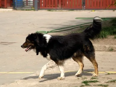 Pies do adopcji, Pabianice, 10 kwietnia 2025 (4/5)