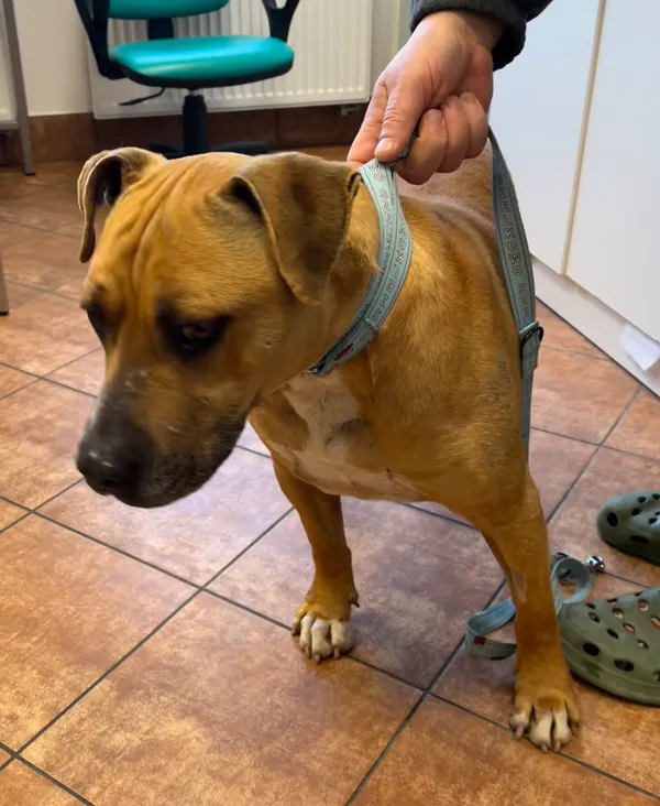 Znaleziono psa, Dobra, 14 kwietnia 2025 (1/2)