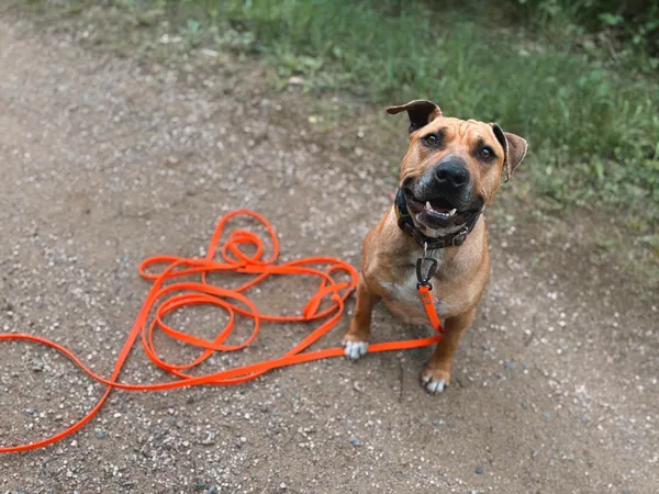 Znaleziono psa, Dobra, 14 kwietnia 2025 (2/2)