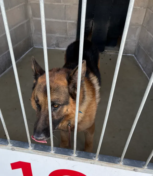 Znaleziono psa, Dobra, 14 kwietnia 2025