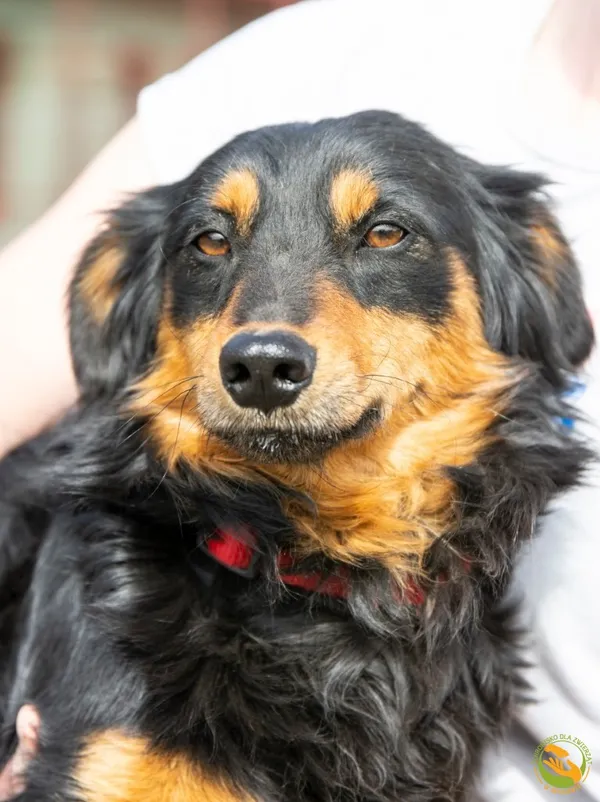 Znaleziono psa, Skałowo, 15 kwietnia 2025 (1/2)