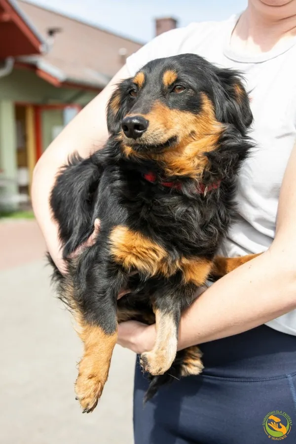 Znaleziono psa, Skałowo, 15 kwietnia 2025 (2/2)