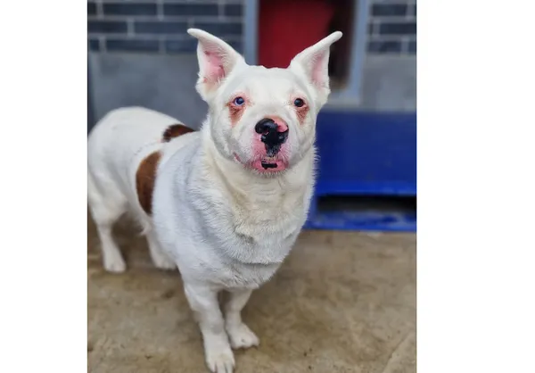 Pies do adopcji, Wrocław, 25 kwietnia 2025