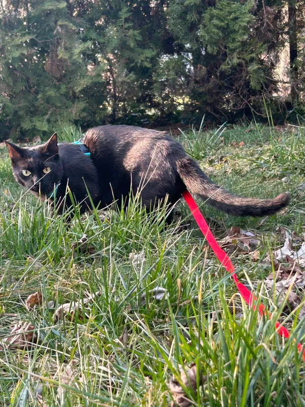 Zaginął kot, Wrocław, Krzyki, 15 kwietnia 2025 (1/2)