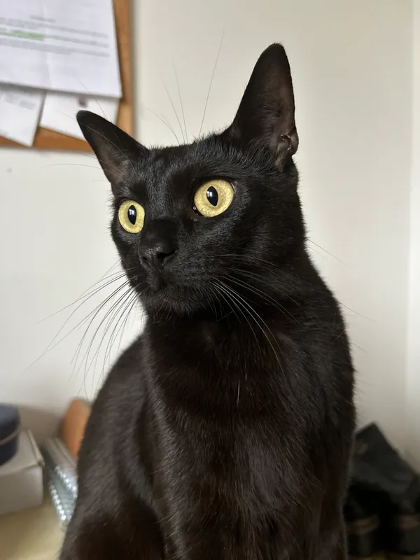 Zaginął kot, Wrocław, Krzyki, 15 kwietnia 2025 (2/2)