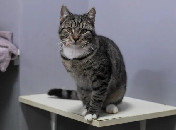 Kot do adopcji, Olsztyn, 11 kwietnia 2025 (1/5)