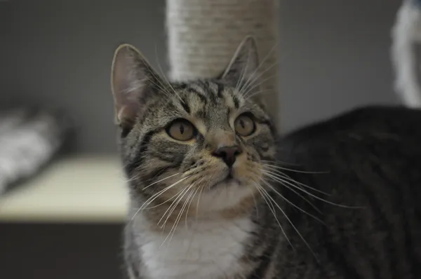 Kot do adopcji, Olsztyn, 11 kwietnia 2025 (3/5)