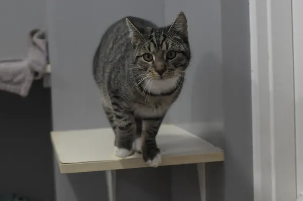 Kot do adopcji, Olsztyn, 11 kwietnia 2025 (4/5)