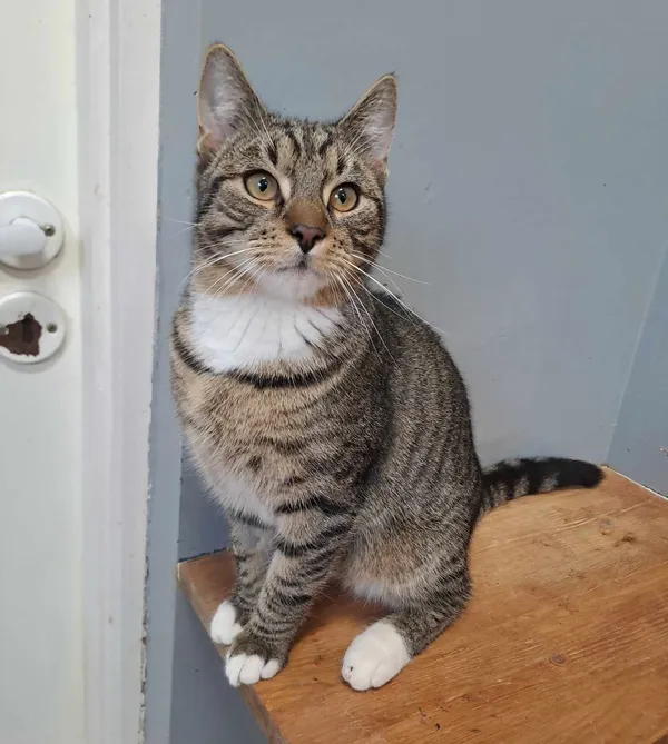 Kot do adopcji, Olsztyn, 11 kwietnia 2025 (5/5)