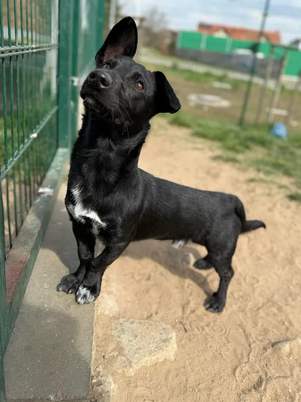 Pies do adopcji, Bydgoszcz, 22 kwietnia 2025 (1/4)