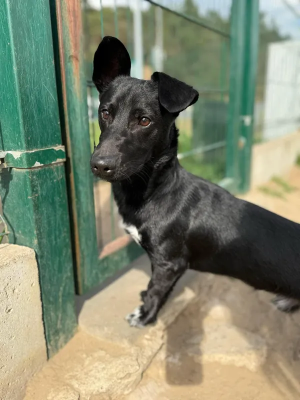 Pies do adopcji, Bydgoszcz, 22 kwietnia 2025 (2/4)