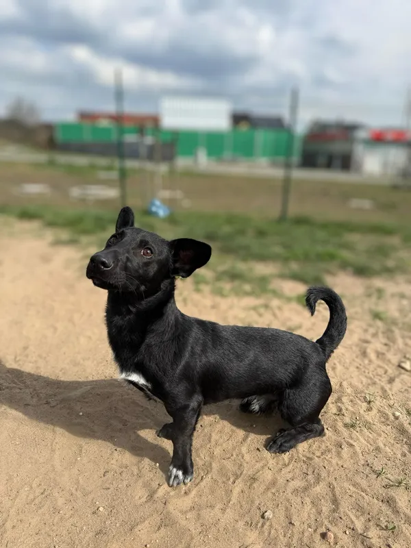 Pies do adopcji, Bydgoszcz, 22 kwietnia 2025 (3/4)