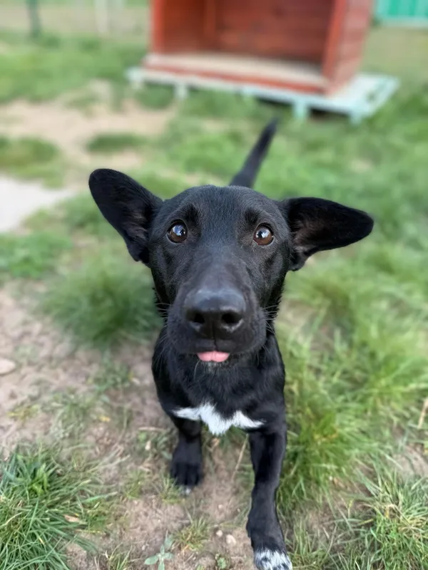 Pies do adopcji, Bydgoszcz, 22 kwietnia 2025 (4/4)