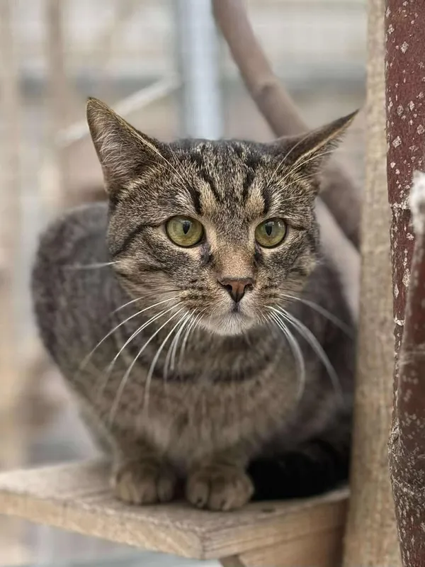 Znaleziono kota, Lublin, 13 kwietnia 2025