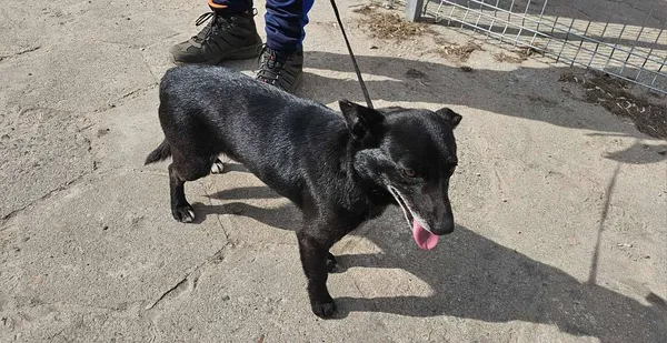 Znaleziono psa, Oborniki, 12 kwietnia 2025 (3/3)