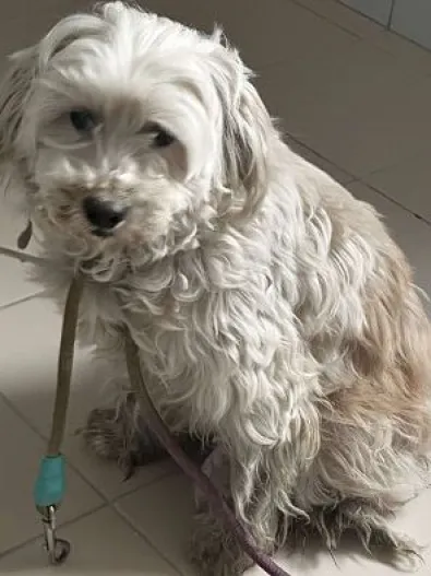 Znaleziono psa, Oborniki, 12 kwietnia 2025 (1/3)