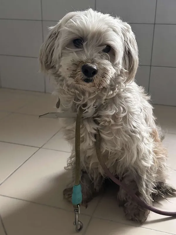 Znaleziono psa, Oborniki, 12 kwietnia 2025 (2/3)