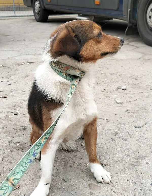 Znaleziono psa, Oborniki, 11 kwietnia 2025 (2/2)