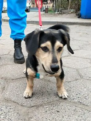 Znaleziono psa, Oborniki, 11 kwietnia 2025 (3/5)