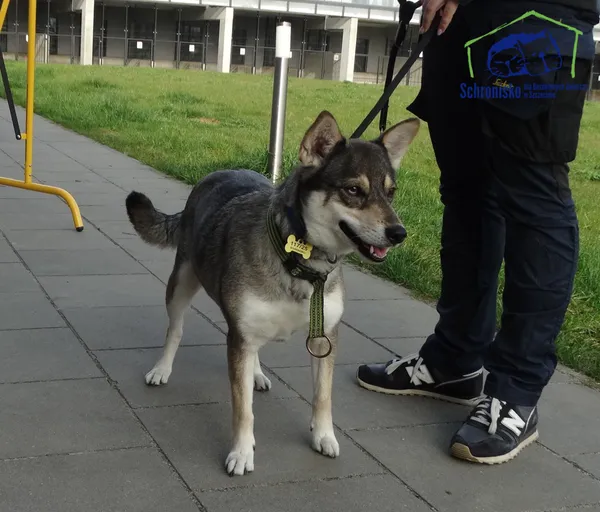 Znaleziono psa, Szczecin, 12 kwietnia 2025 (1/2)