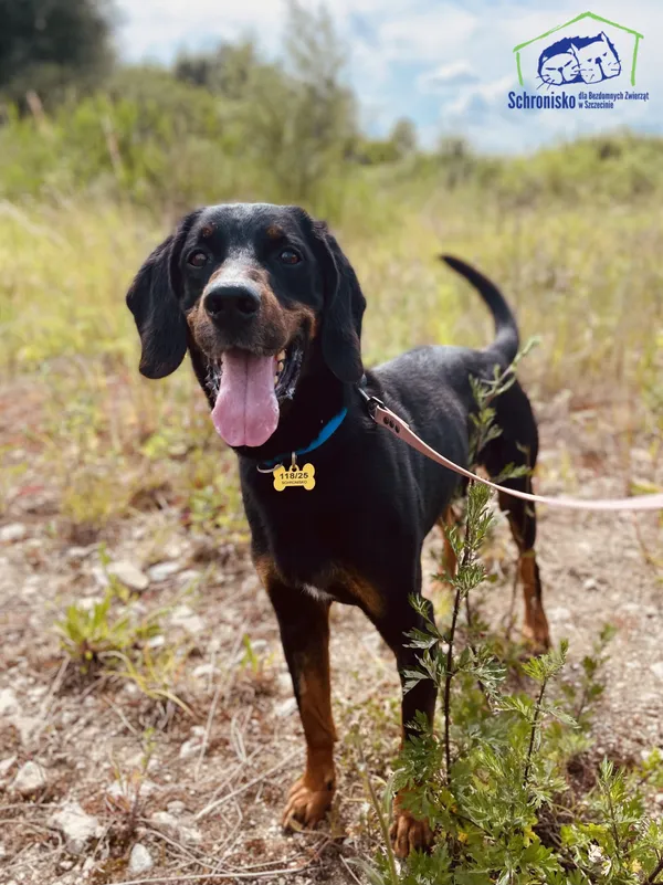 Znaleziono psa, Szczecin, 14 kwietnia 2025 (1/3)