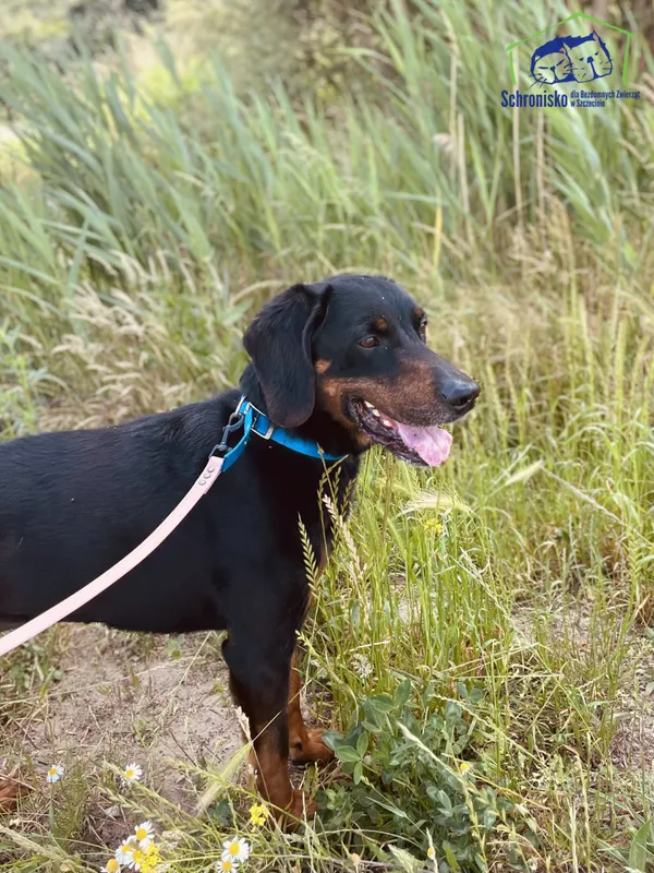 Znaleziono psa, Szczecin, 14 kwietnia 2025 (3/3)