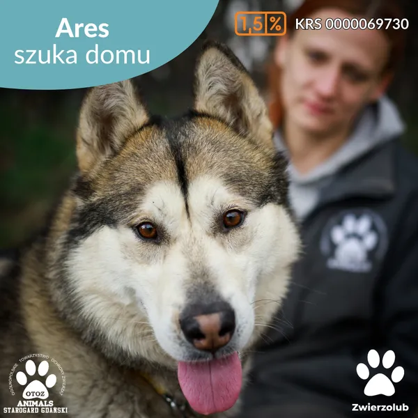Pies do adopcji, Starogard Gdański, 15 kwietnia 2025 (1/4)