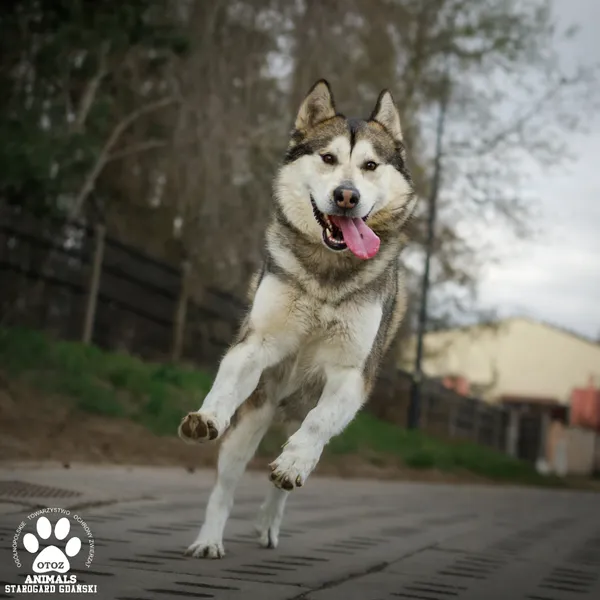 Pies do adopcji, Starogard Gdański, 15 kwietnia 2025 (2/4)