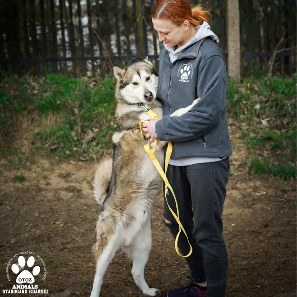 Pies do adopcji, Starogard Gdański, 15 kwietnia 2025 (3/4)