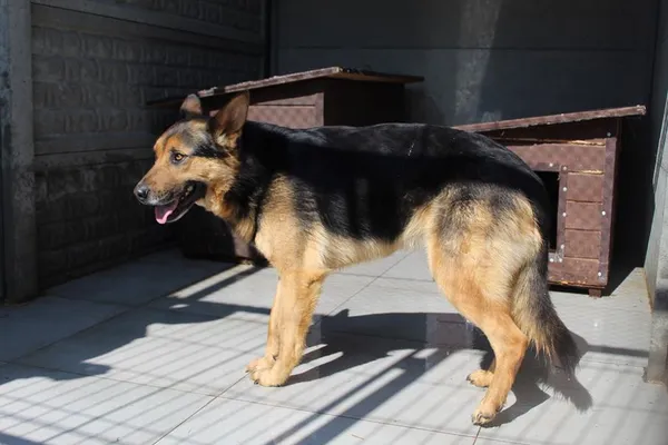 Pies do adopcji, Bełchatów, 4 marca 2024 (2/4)